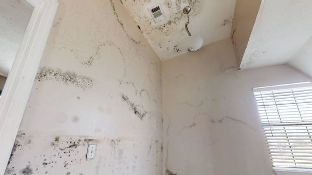 Best Real Estate Mold Inspection  in West Jefferson, NC