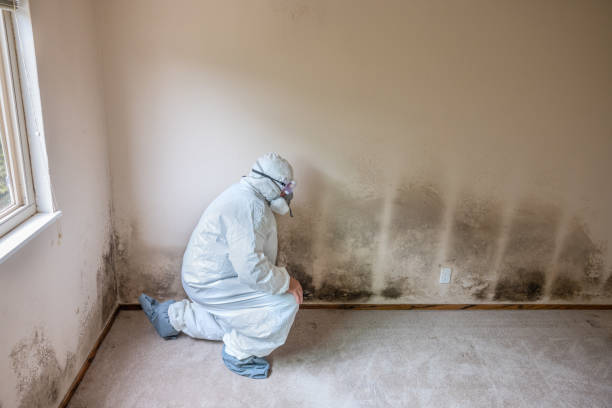Best Attic Mold Removal  in West Jefferson, NC