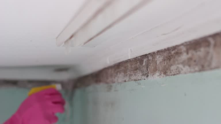 Best Emergency Mold Remediation  in West Jefferson, NC